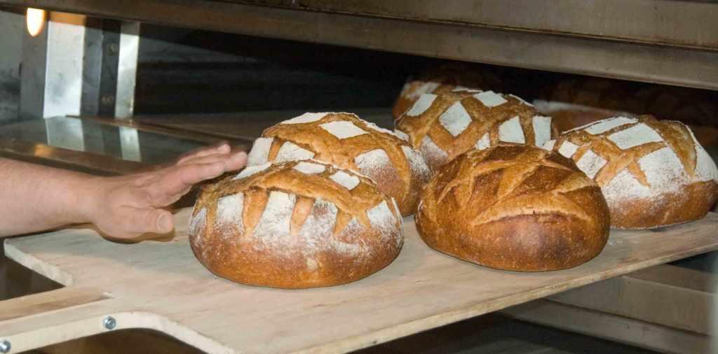 Freshly_baked_bread_loaves